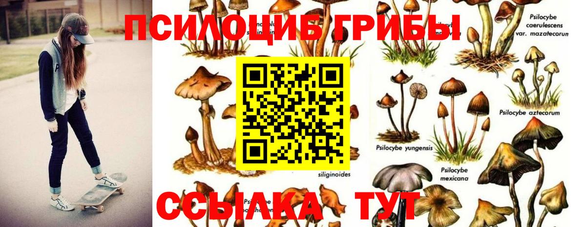 Псилоцибиновые грибы Psilocybe Коммунар